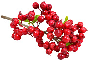 веточка декоративная 300 мм с ягодами боярышника (красный)