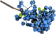 веточка декоративная 300 мм с ягодами голубики (сине-черный)